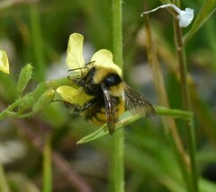 Bombus borealis image