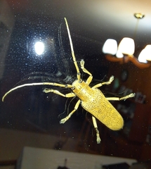 Saperda calcarata