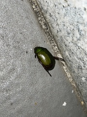 Anomala rubripes rubripes