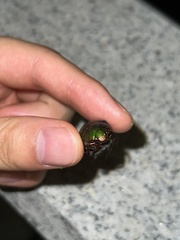 Anomala rubripes rubripes