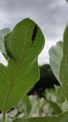 Myzinum quinquecinctum