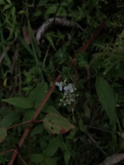 Tripogandra serrulata