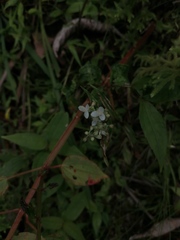 Tripogandra serrulata