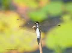 Brachydiplax farinosa