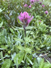 Castilleja parviflora olympica