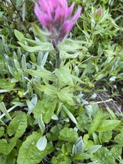 Castilleja parviflora olympica