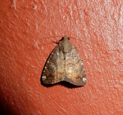 Amyna axis