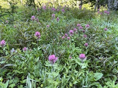 Castilleja parviflora olympica