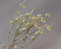 Eriogonum nidularium