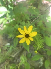 Coreopsis pulchra