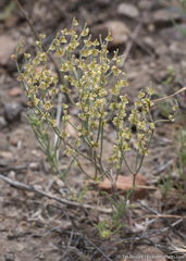 Eriogonum nidularium