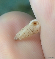 Cerithiidae