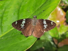 Celaenorrhinus songoensis