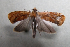 Olethreutes nitidana