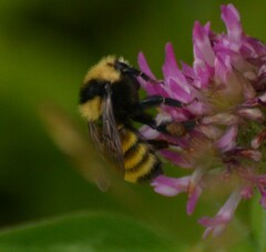 Bombus borealis image