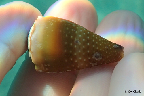 Conus lividus observed 2018-05-23