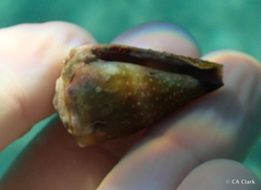 Conus lividus