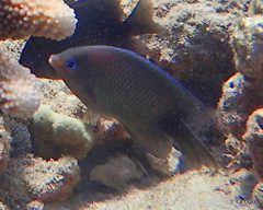 Plectroglyphidodon johnstonianus