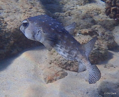 Chilomycterus reticulatus