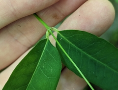 Euphorbia mercurialina