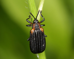 Odontota scapularis