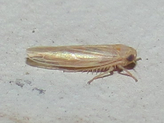 Balclutha neglecta