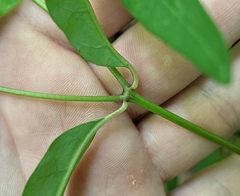 Euphorbia mercurialina