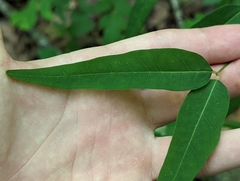 Euphorbia mercurialina