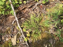 Dichanthelium bicknellii