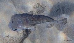 Chilomycterus reticulatus