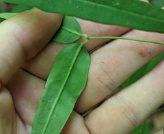 Euphorbia mercurialina