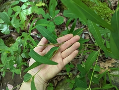 Euphorbia mercurialina