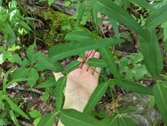 Euphorbia mercurialina