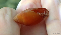 Mitridae