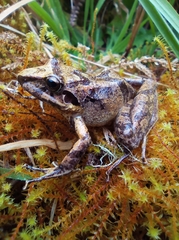 Pristimantis w-nigrum