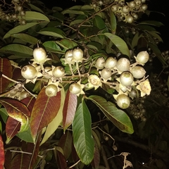 Lagerstroemia speciosa