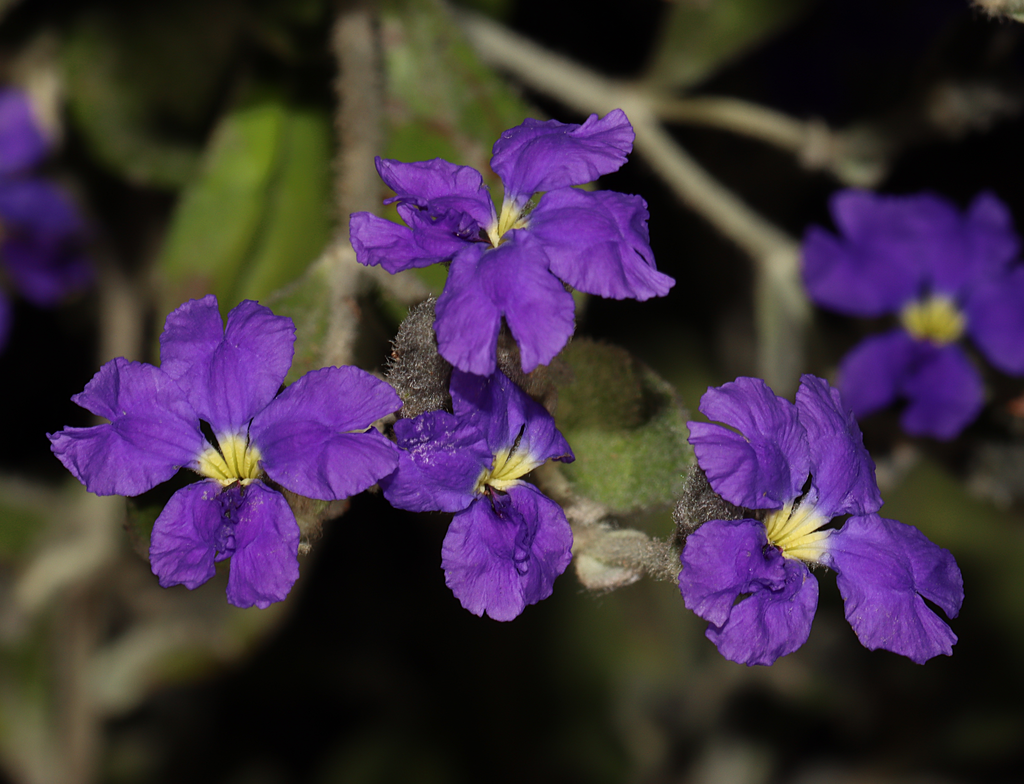 Dampiera tephrea