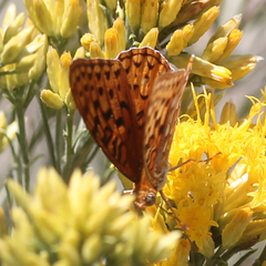 Speyeria coronis semiramis