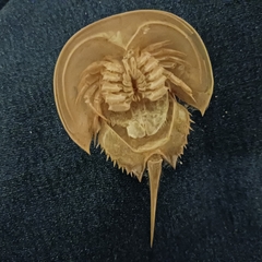 Limulus polyphemus