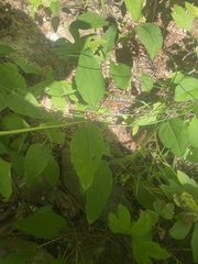 Rudbeckia heliopsidis