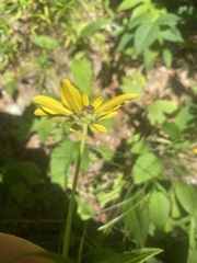 Rudbeckia heliopsidis