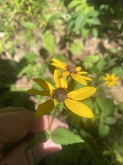 Rudbeckia heliopsidis
