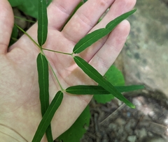 Euphorbia mercurialina