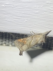 Clostera inclusa