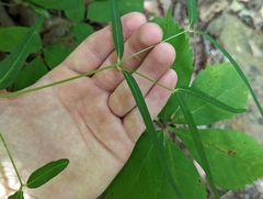 Euphorbia mercurialina