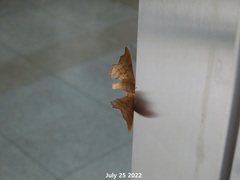 Oberthueria caeca