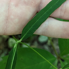 Euphorbia mercurialina