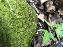 Pelekium pygmaeum