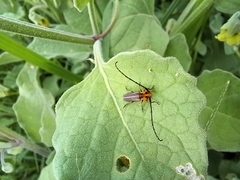 Essostrutha binotata