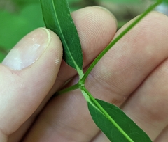 Euphorbia mercurialina